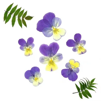 60pcs Pritisnete Posušene Viola tricolor L. Cvet Rastline Za Herbarij Epoksi Smolo, Nakit, Izdelava Razglednic Okvir Primeru Telefon